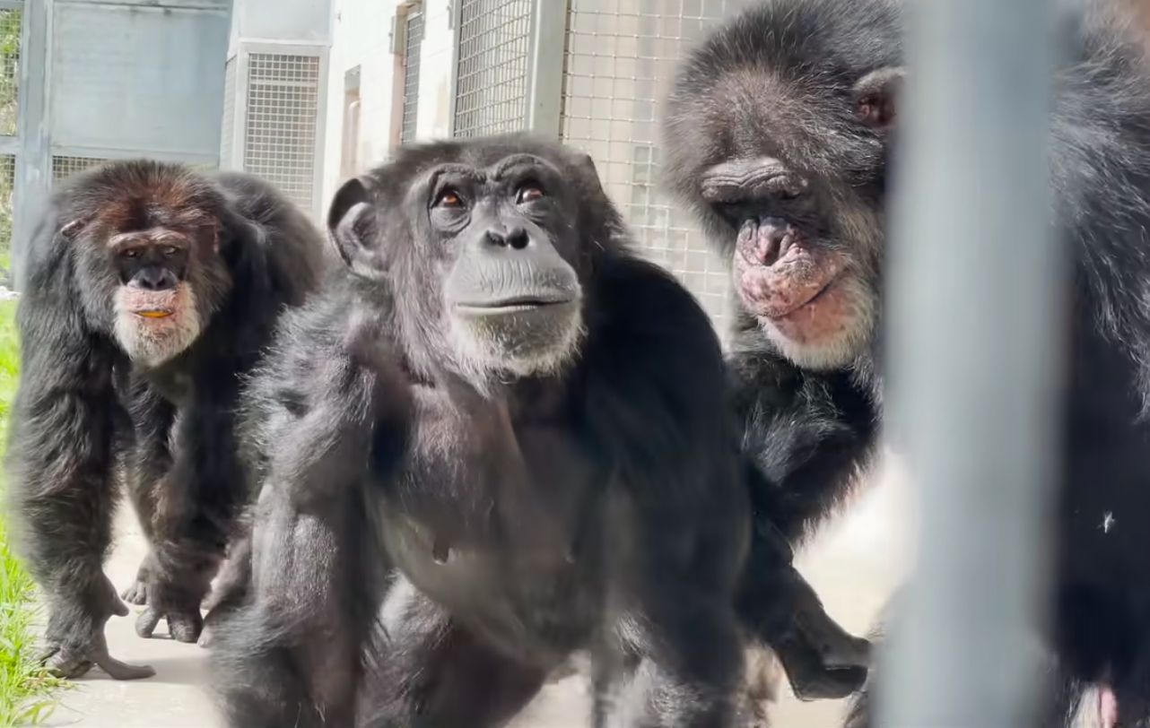 Chimpanzees