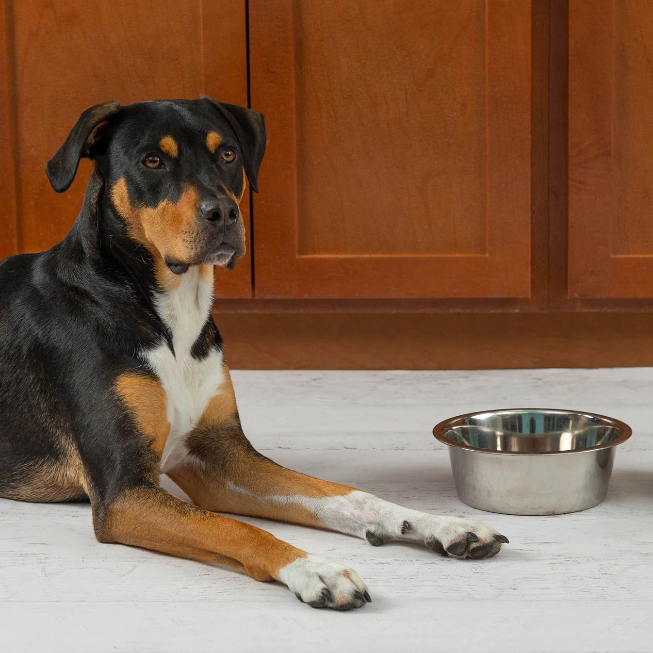 Send Vital Supplies to Shelters Saving Pets' Lives