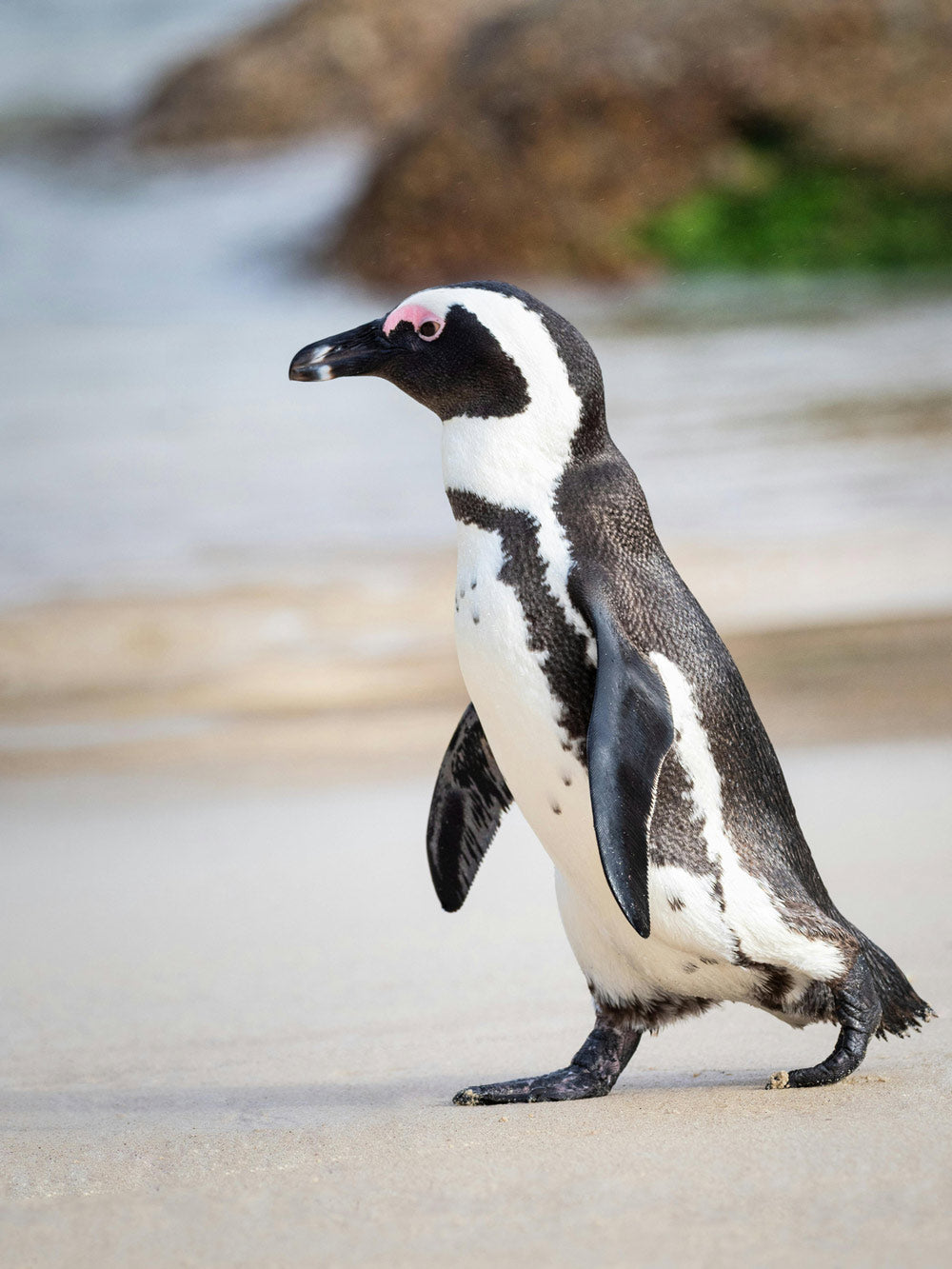 African penguins are native to South Africa and Namibia.