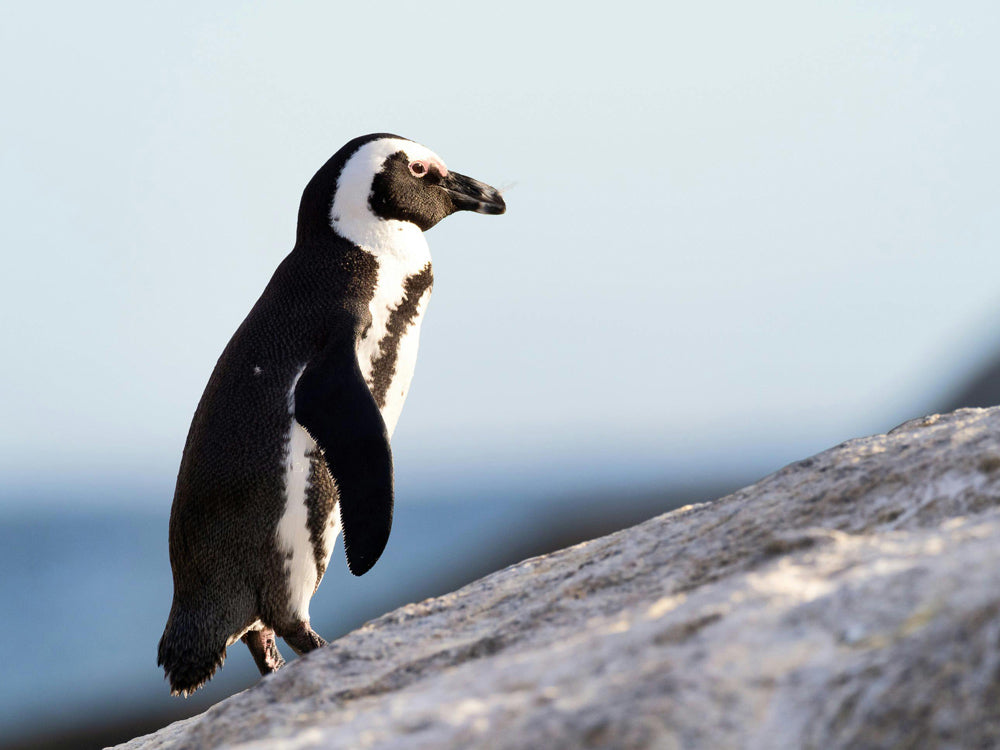 Overfishing of sardines and anchovies threatens their primary food source.