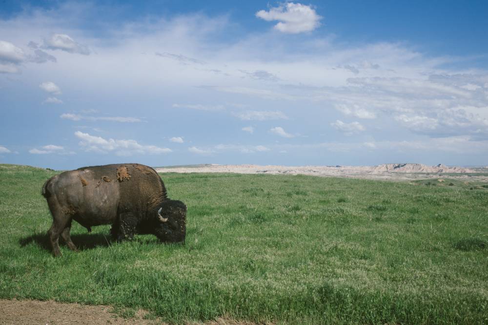 American bison eating grass in a field