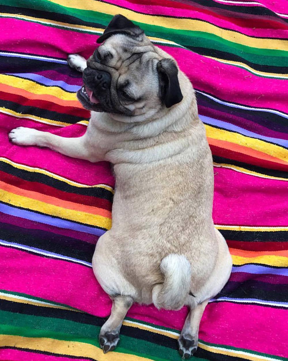 Doug the Pug demonstrates the proper way to sploot.