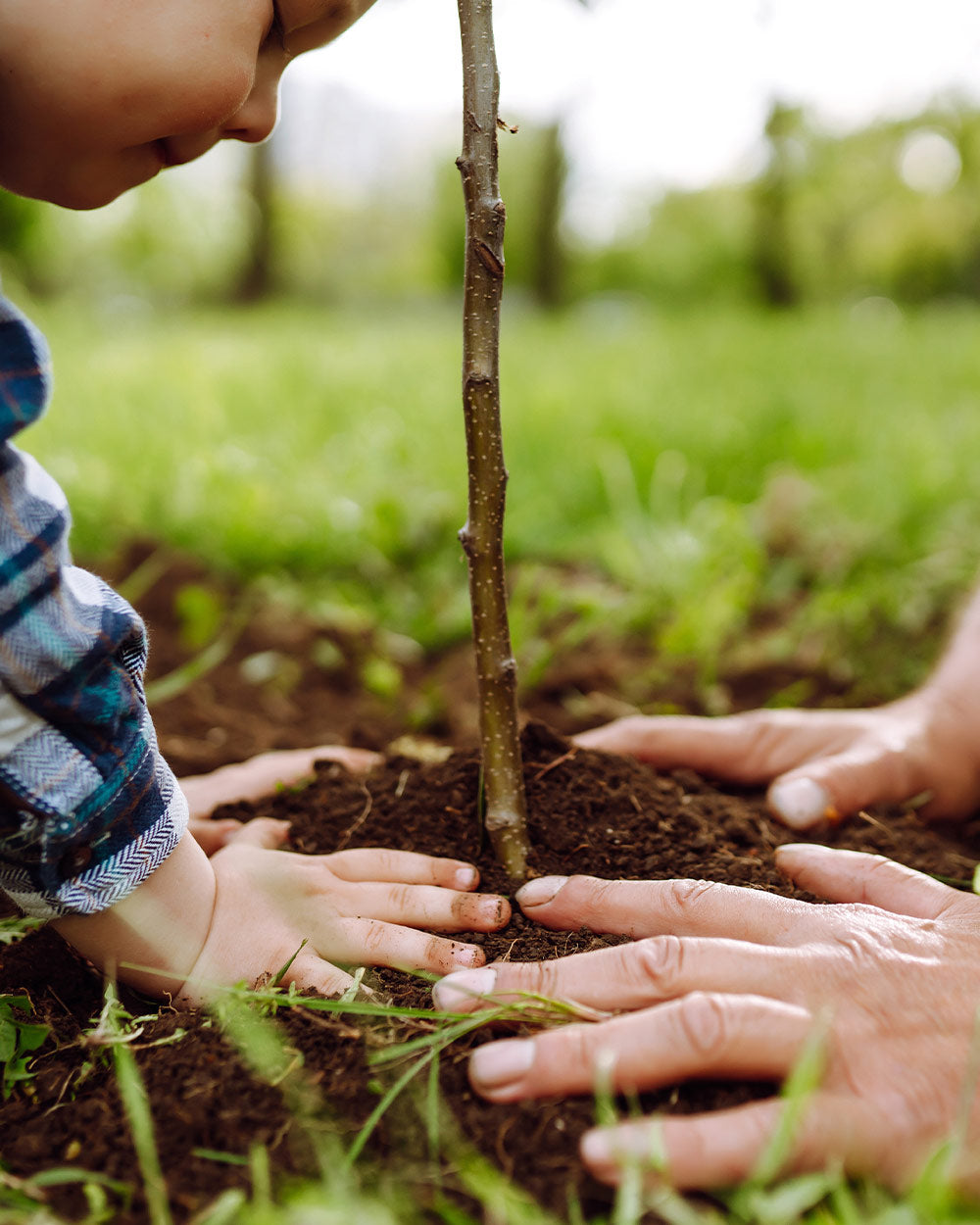 Celebrating Arbor Day and planting trees is a great way to make a positive impact on the environment and help preserve our planet's natural beauty.