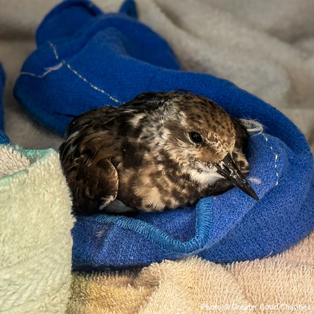 Help Wildlife Affected By Recent Hurricanes