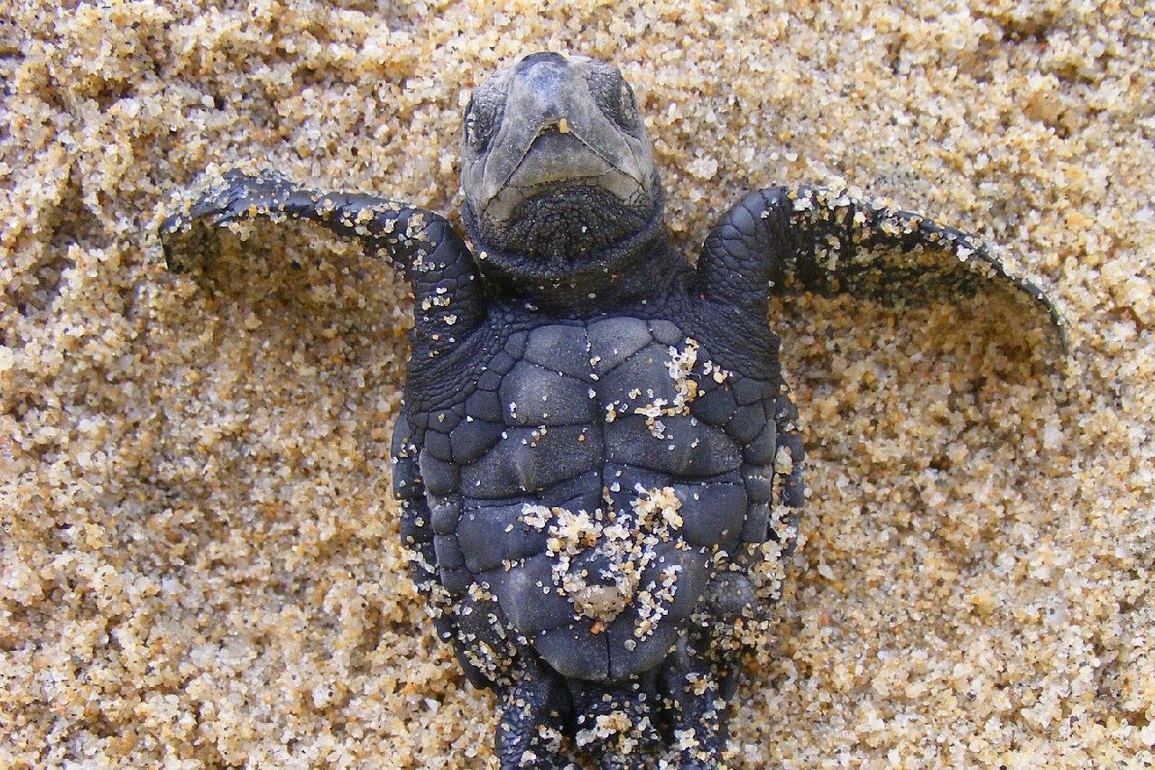 baby olive ridley sea turtle