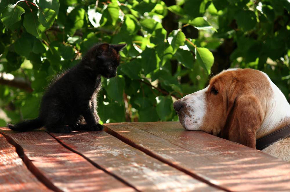 Basset hound making friends with cat