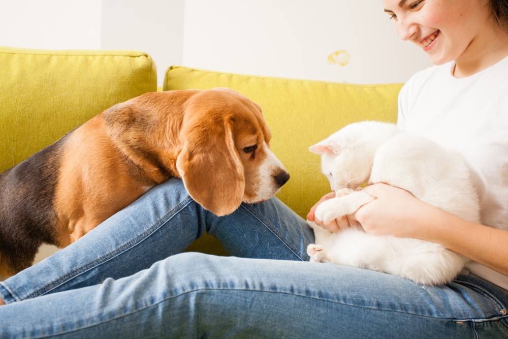 Owner introducing beagle to cat