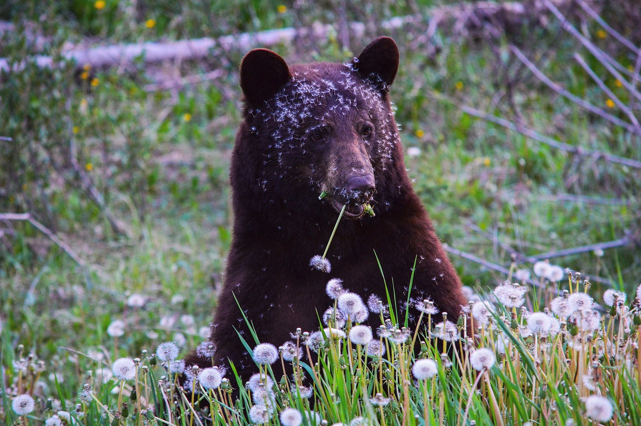 bear
