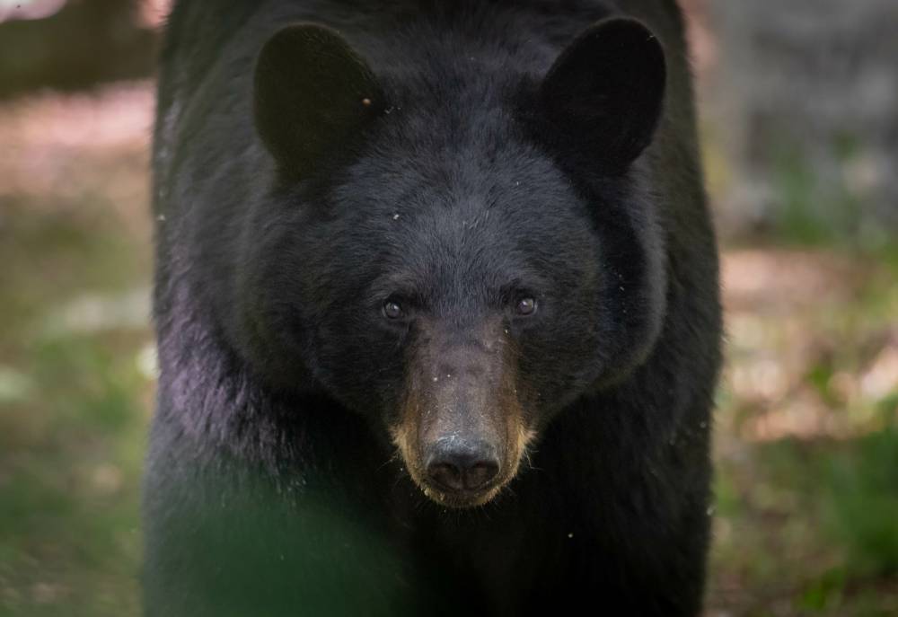 Black bear closeup
