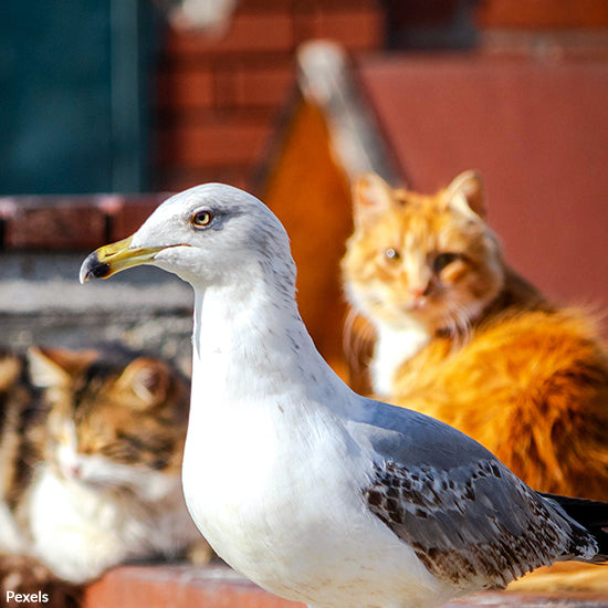 Protect Pets from Avian Flu