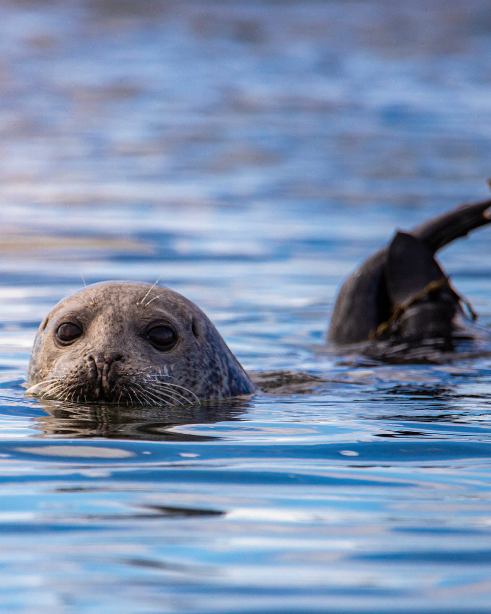 Bird flu, also known as avian influenza, is a viral disease that primarily affects birds, but can also infect humans and other animals, including seals.