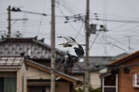 Bird flies past building