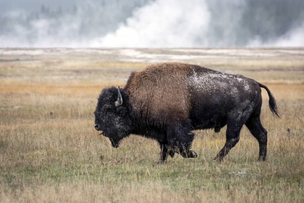 bison walking in front of geothermal features at Yellowstone