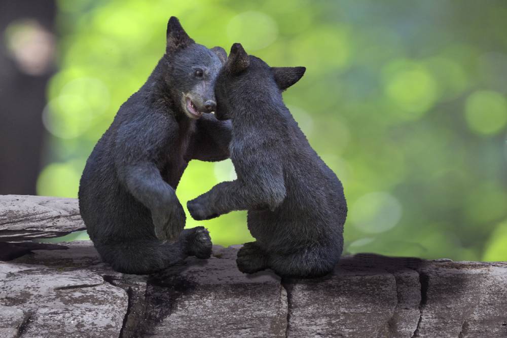 Pair of playful black bear cubs