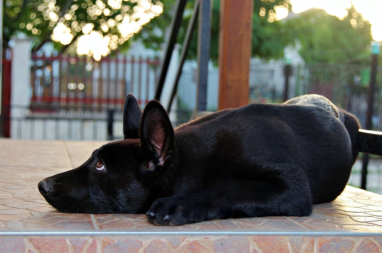 german shepherd puppy