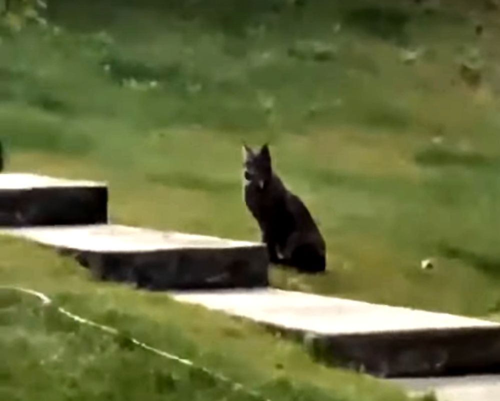 black Canadian lynx