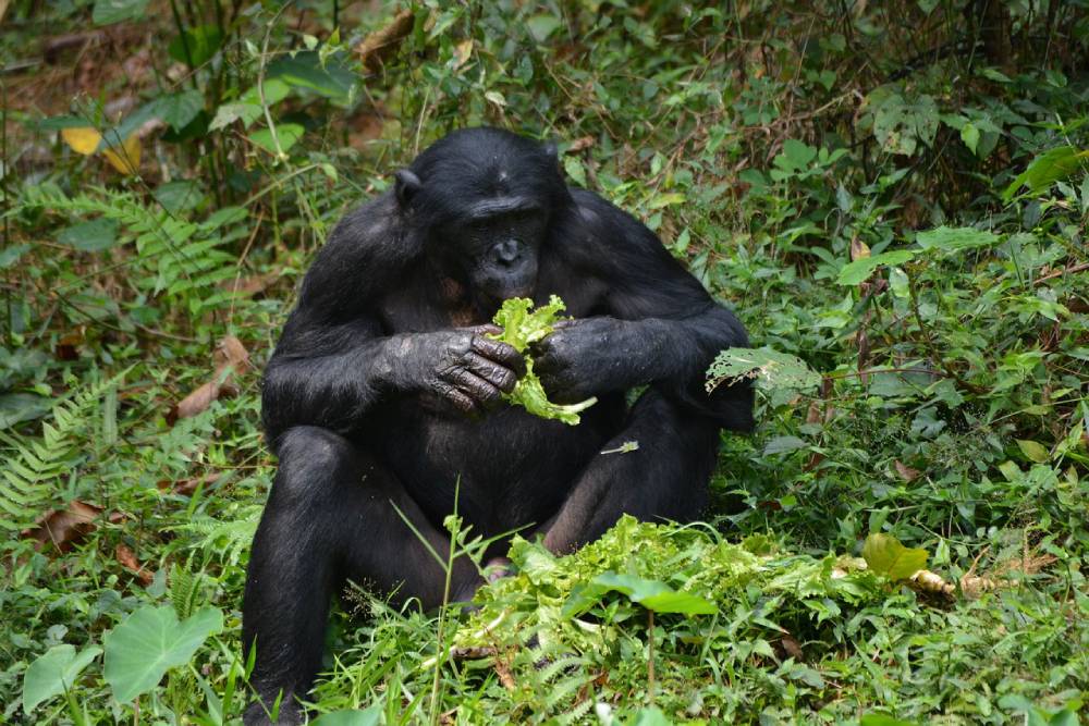 Bonobo eating food