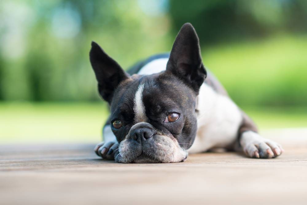 Boston terrier dog taking a nap