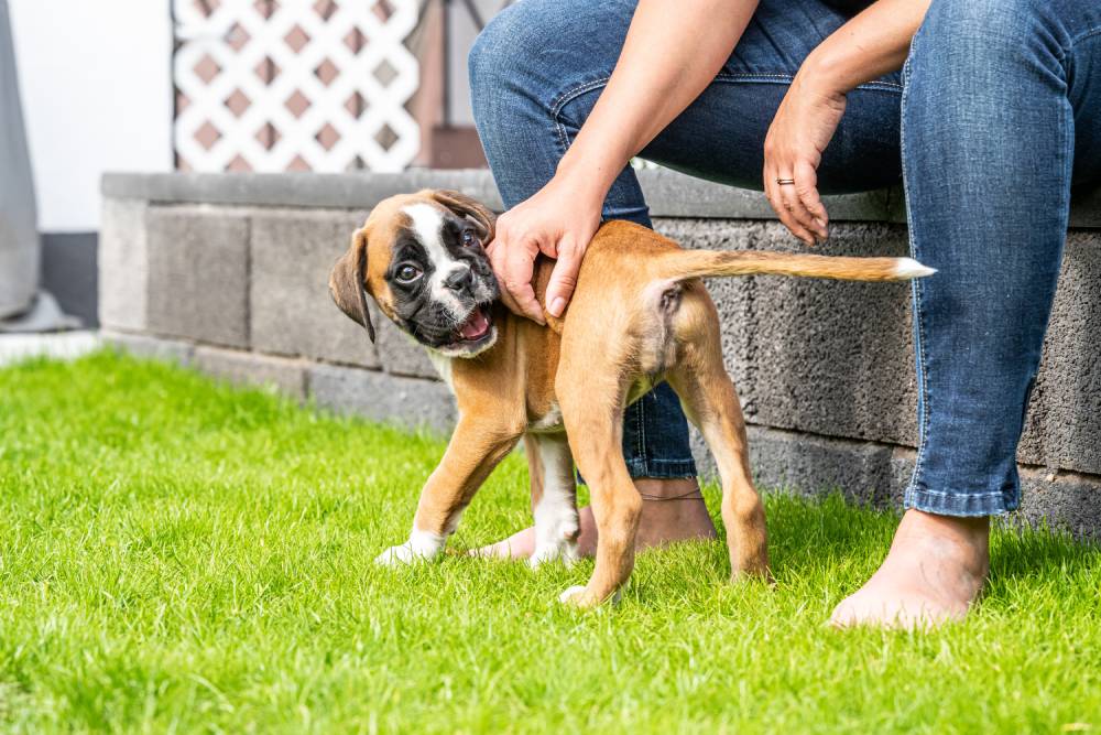 Boxer puppy playing with human