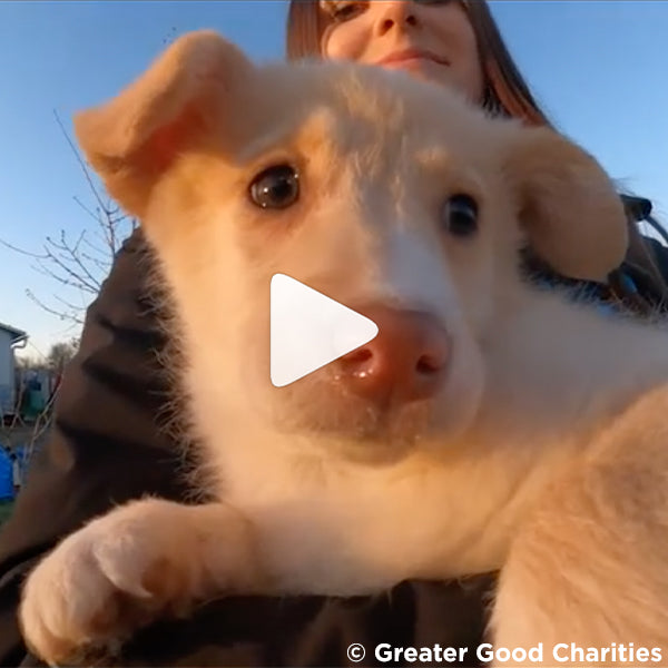 Video of cute puppy Cherry