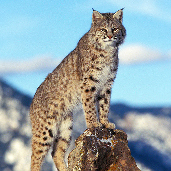 Ban Snares to Protect Endangered Canada Lynx in Minnesota
