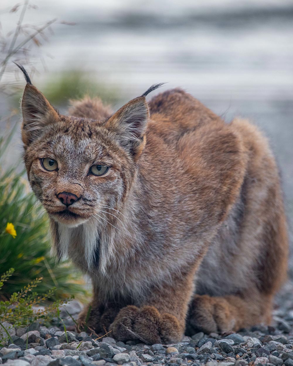 Minnesota's Lynx Management Zone encompasses most of northeastern Minnesota.