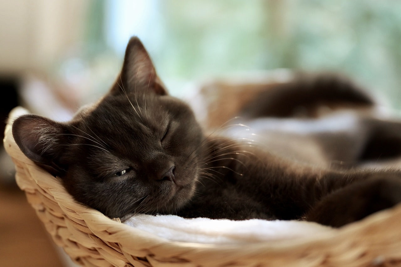 heartworm disease in cats