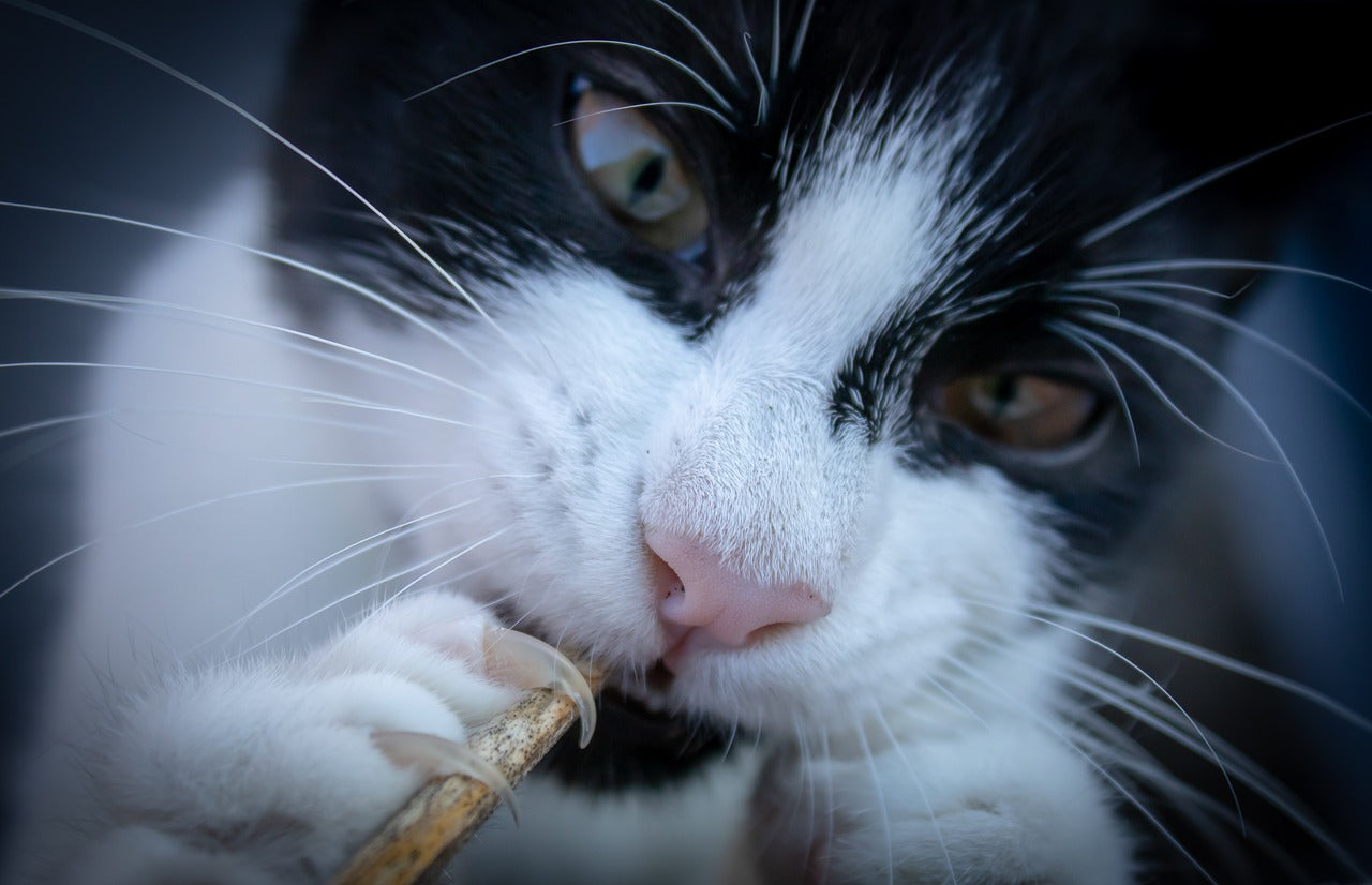 cat's claws