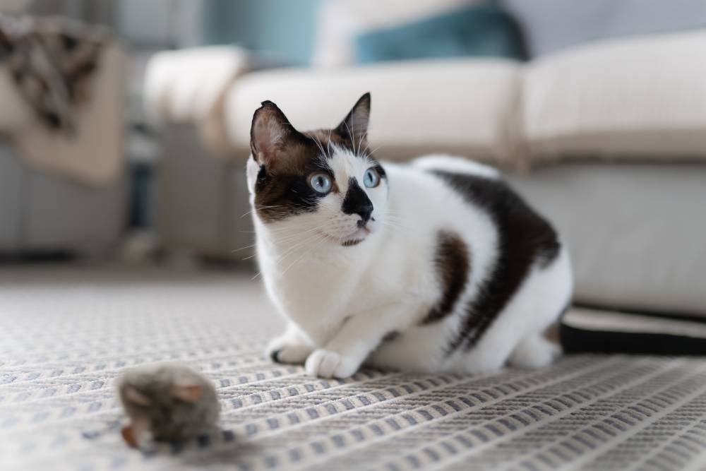 Cat leaving a mouse gift for human