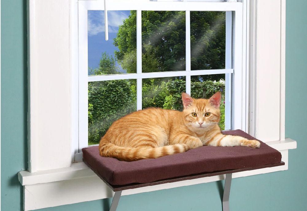 cat on window shelf