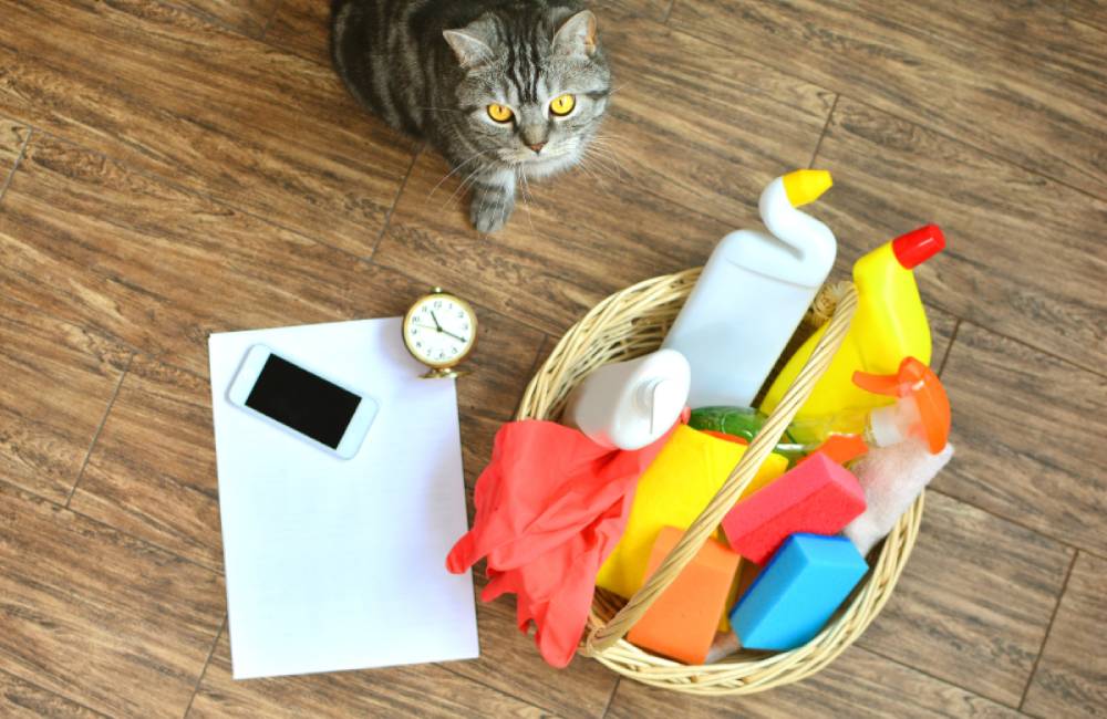 Cat sitting next to cleaning supplies