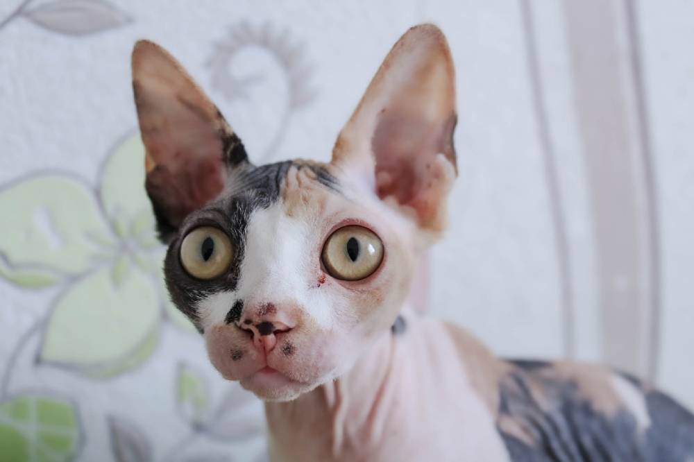 Wide-eyed Sphynx cat