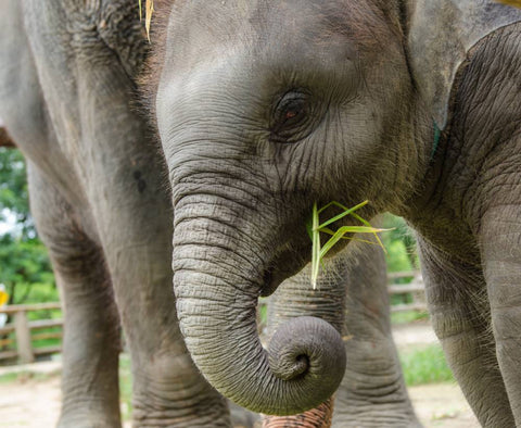 Closeup of baby elephant eating