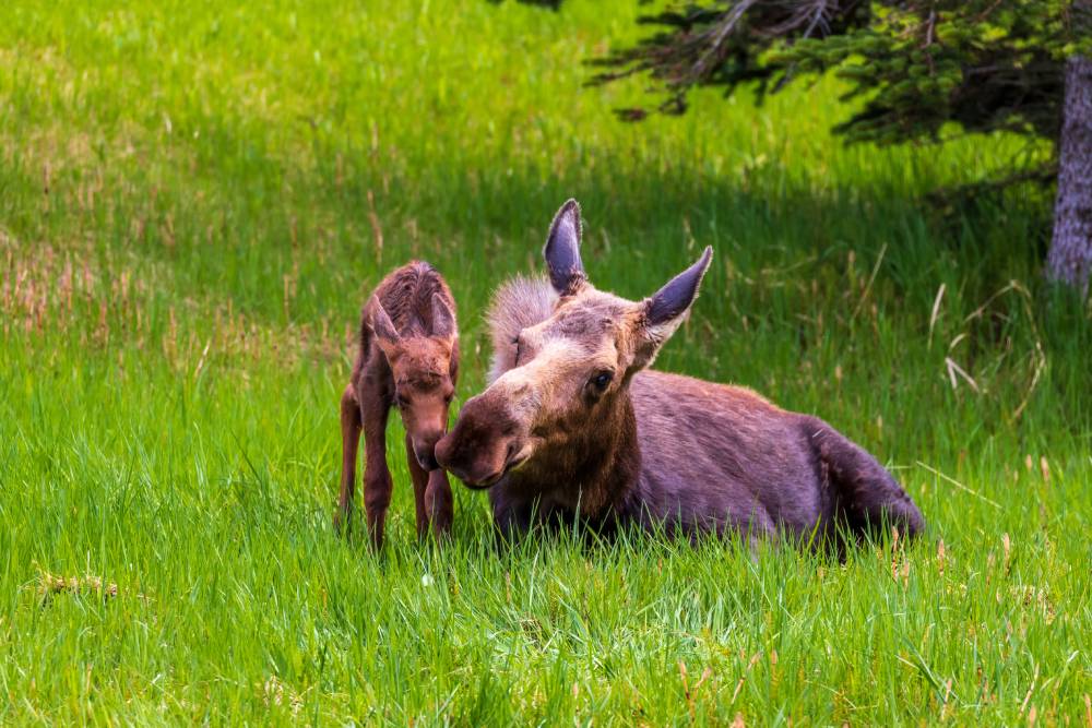 Cow and calf moose in Alaska