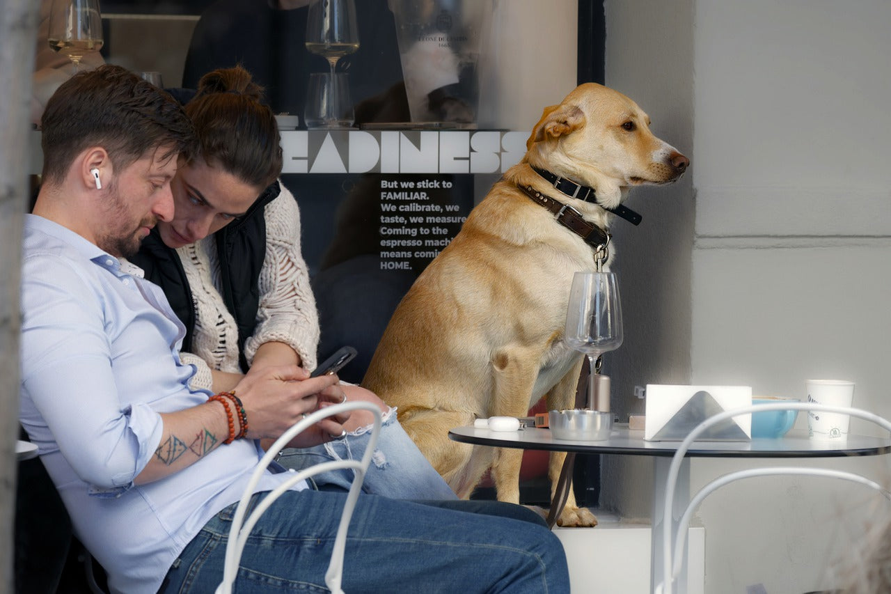 dog at outdoor cafe