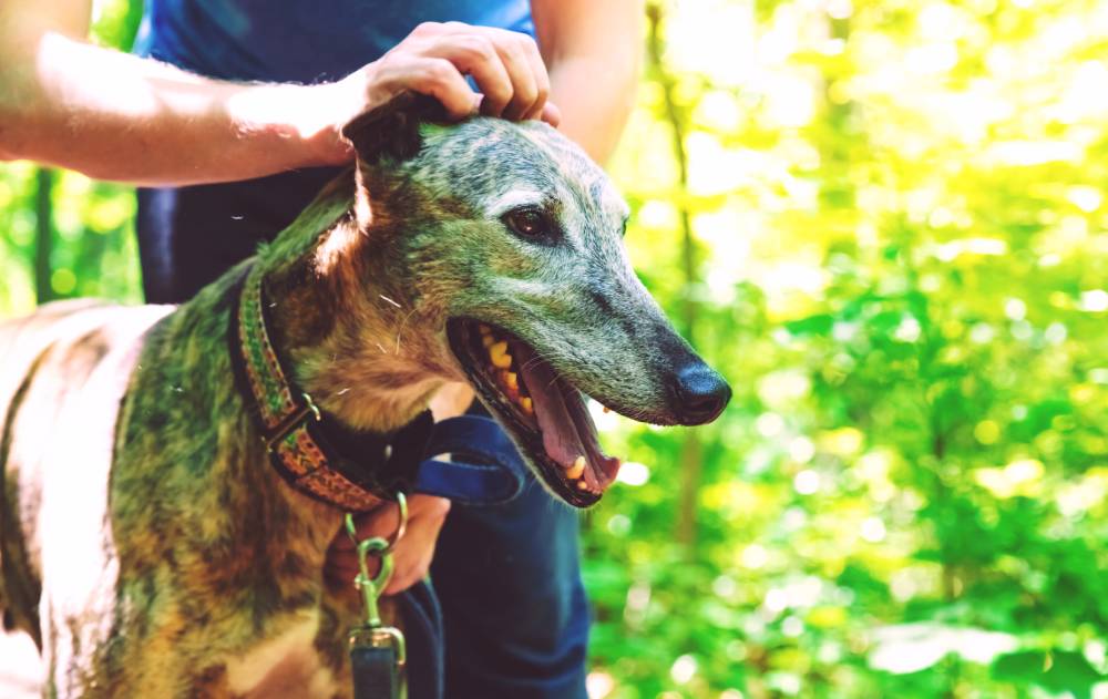 dog being pat on his head outside