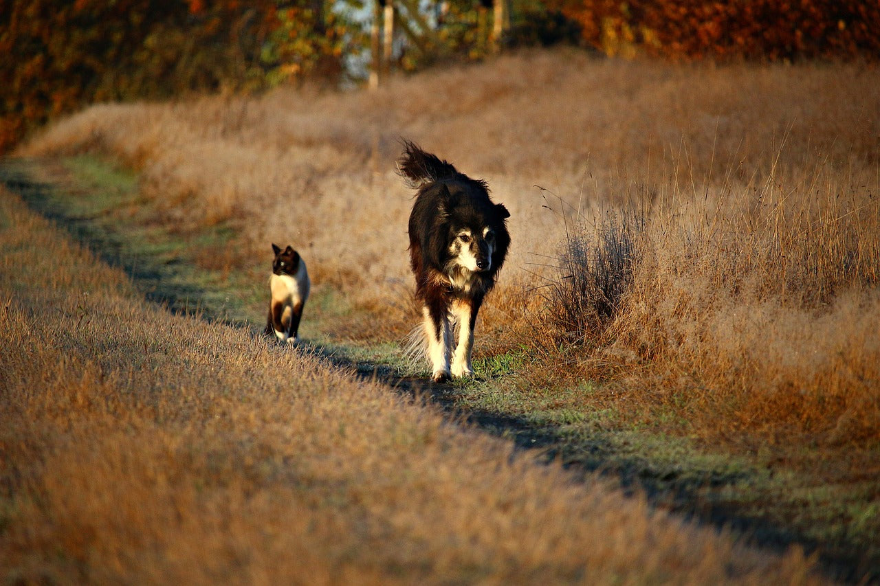 dog and cat buddies