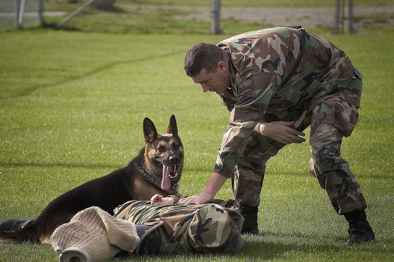 K9 with handler