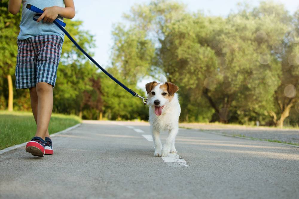 dog walking with boy