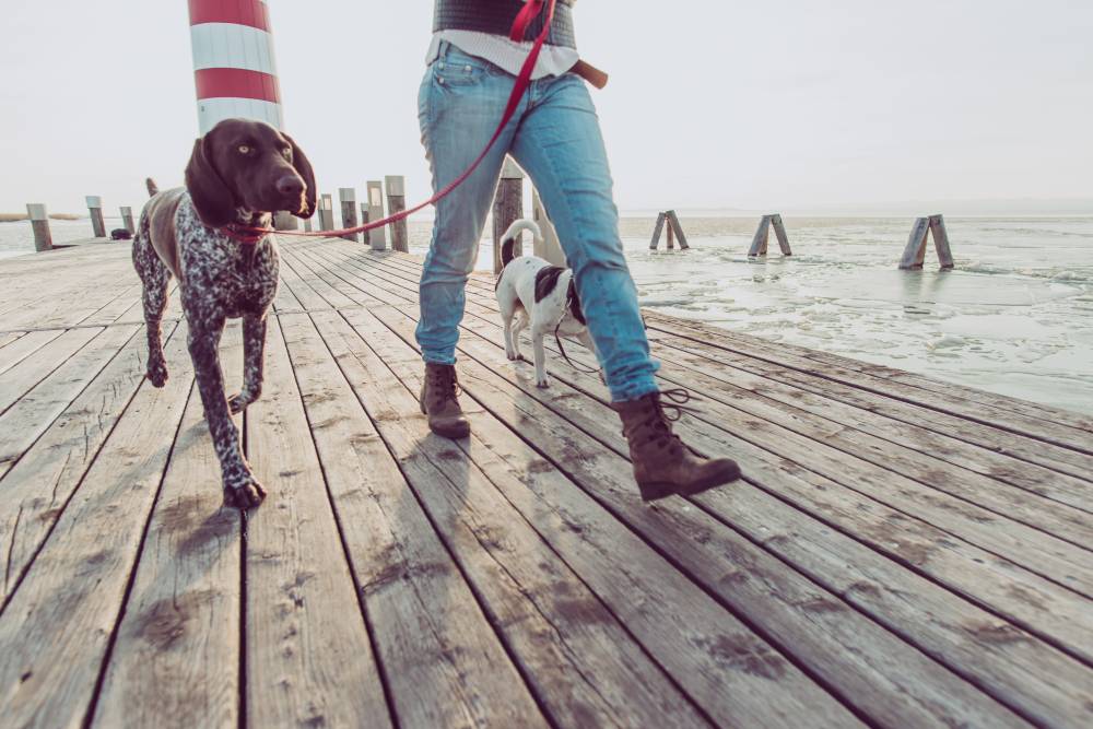 Dog going for a walk on boardwalk