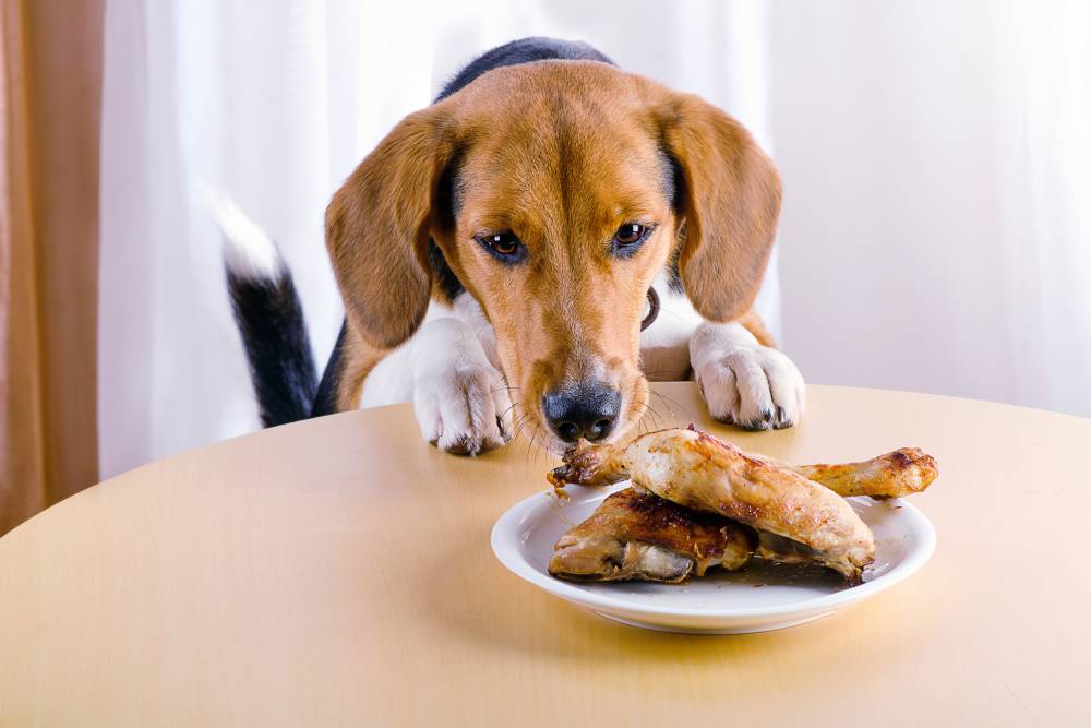 Dog trying to steal meat from table