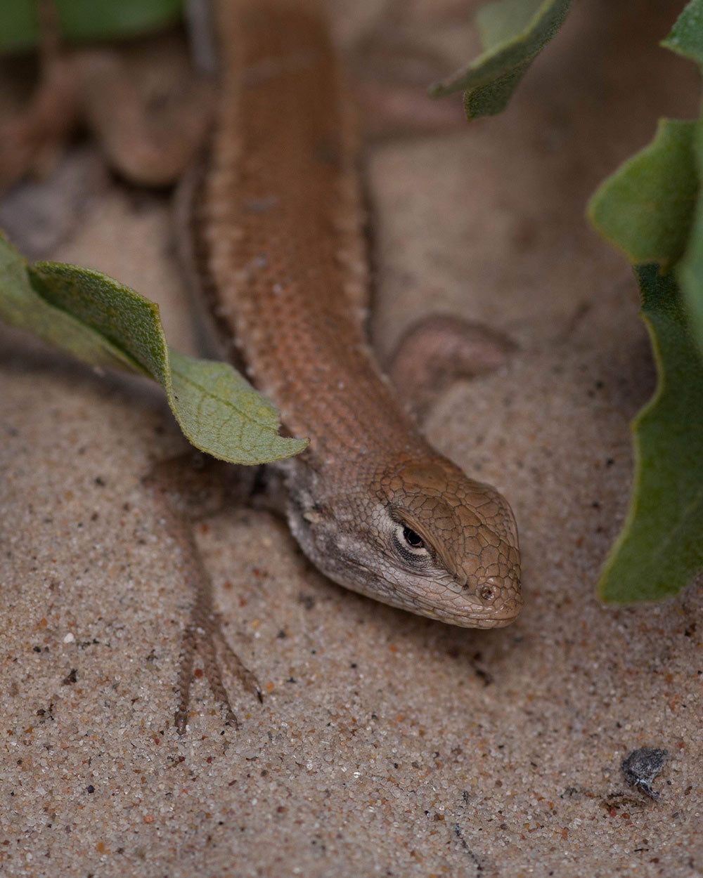 Habitat degradation caused by the oil and gas industry threatens the lizard's very existence.