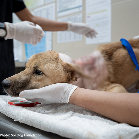 Emergency Animal Care Fund