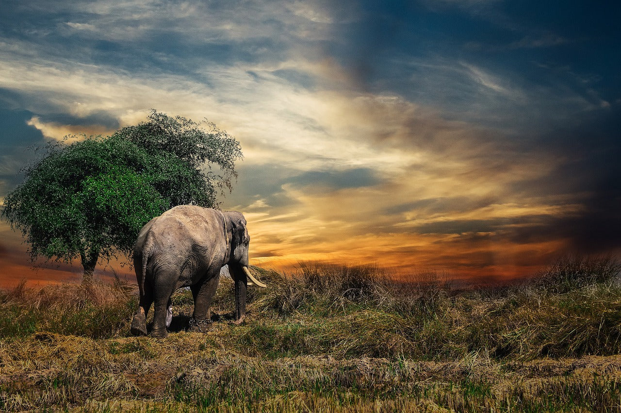 elephant