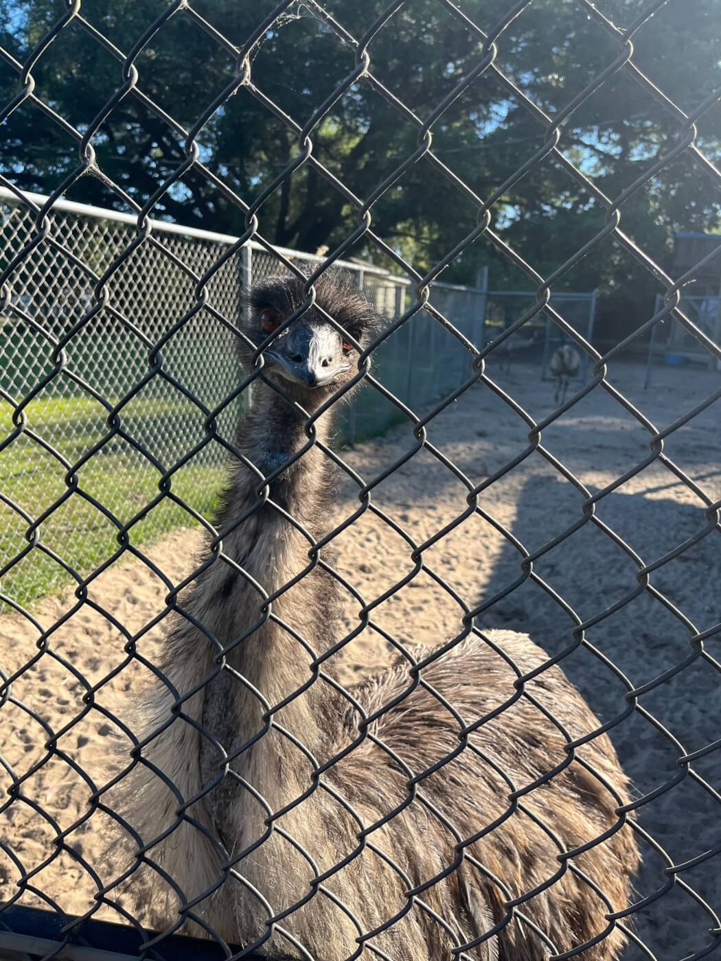 rescue emu