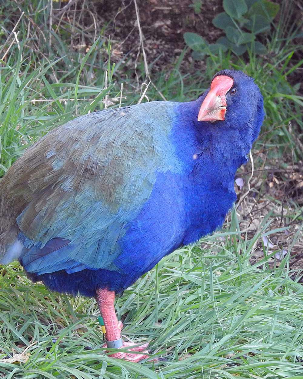 Takahē were considered extinct until rediscovered in 1948.