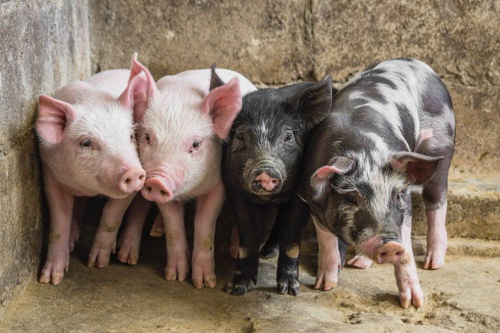 Four cute pigs posing together