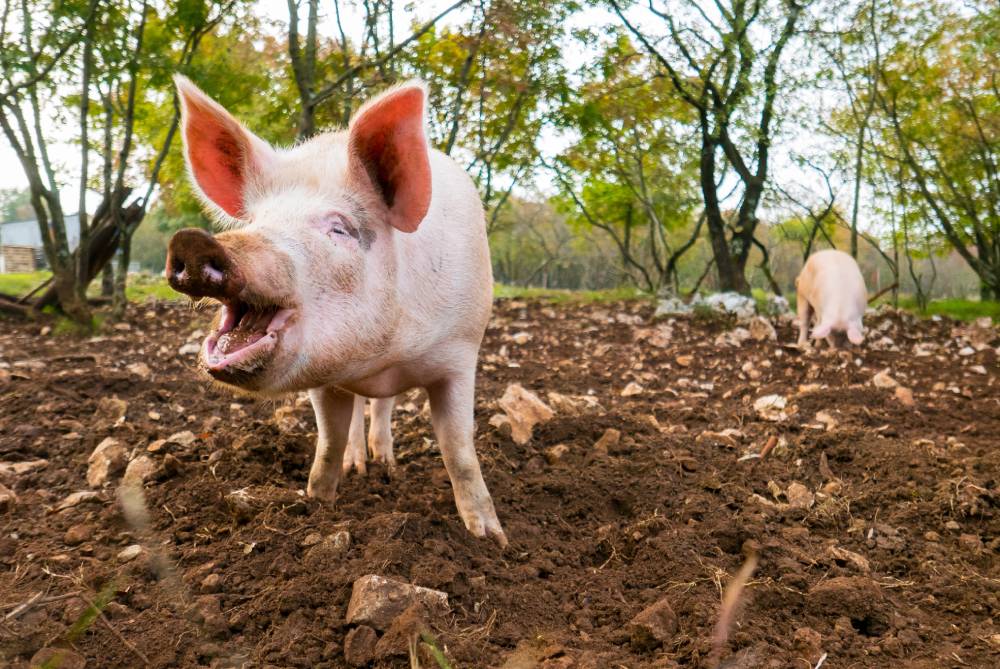 Free range pig enjoying mud outdoors