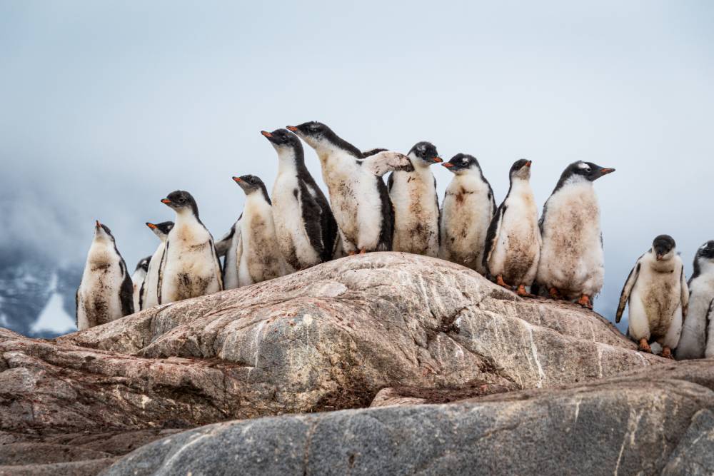 Group of gentoo penguins sits on rock