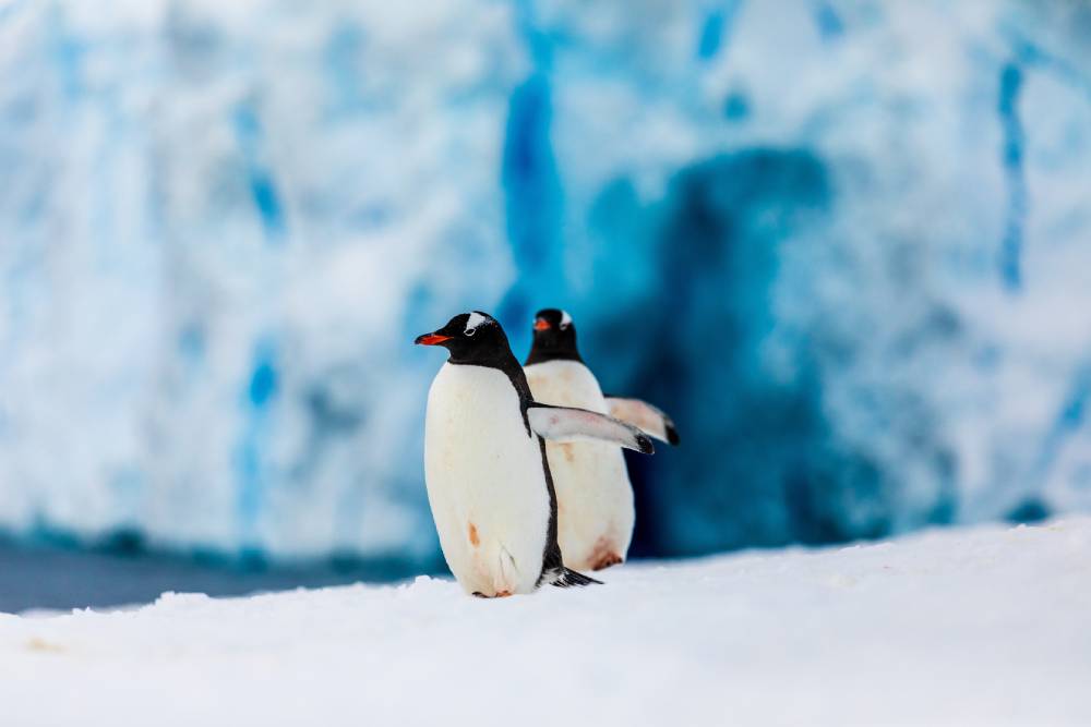 Two gentoo penguins run together on ice